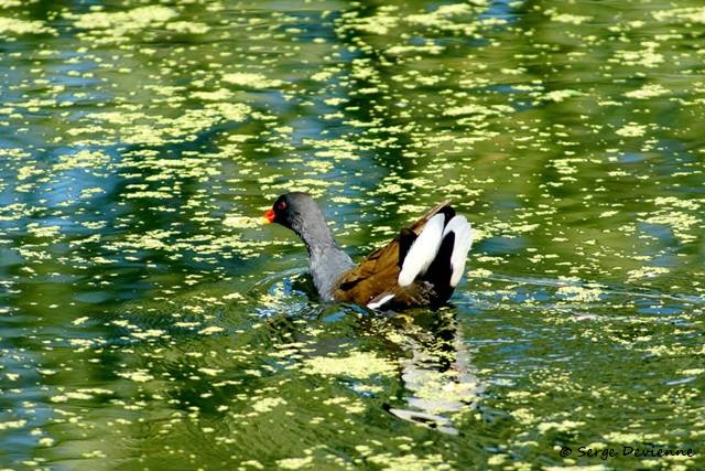 M1206_017DSC05207_GF.jpg - Gallinule poule-d'eau  - Marais de Bonnance