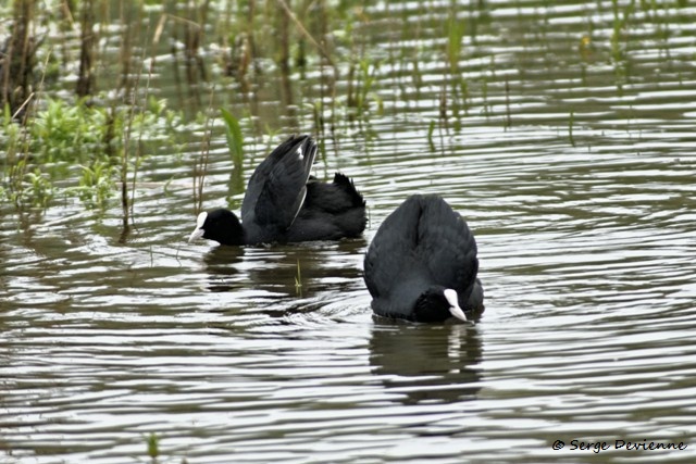 M1206_020DSC00743_GF.jpg - Foulques macroules (conflit territorial) - Marais de Bonnance