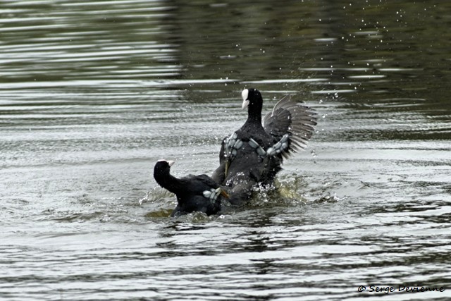 M1206_020DSC00750_GF.jpg - Foulques macroules (conflit territorial) - Marais de Bonnance