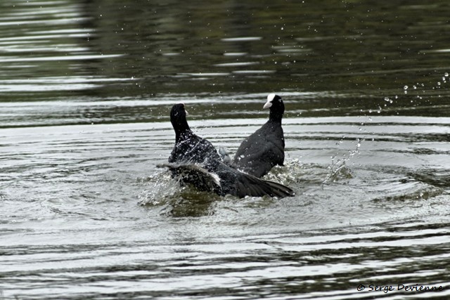 M1206_020DSC00753_GF.jpg - Foulques macroules (conflit territorial) - Marais de Bonnance