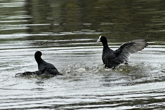 M1206_020DSC00754_GF.jpg - Foulques macroules (conflit territorial) - Marais de Bonnance