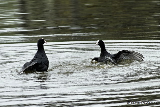 M1206_020DSC00755_GF.jpg - Foulques macroules (conflit territorial) - Marais de Bonnance