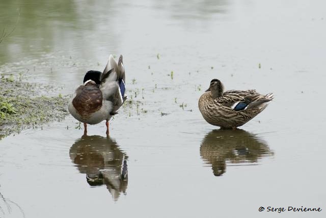 M1206_022DSC00697_GF.jpg - Couple de Canard colvert - Marais de Bonnance