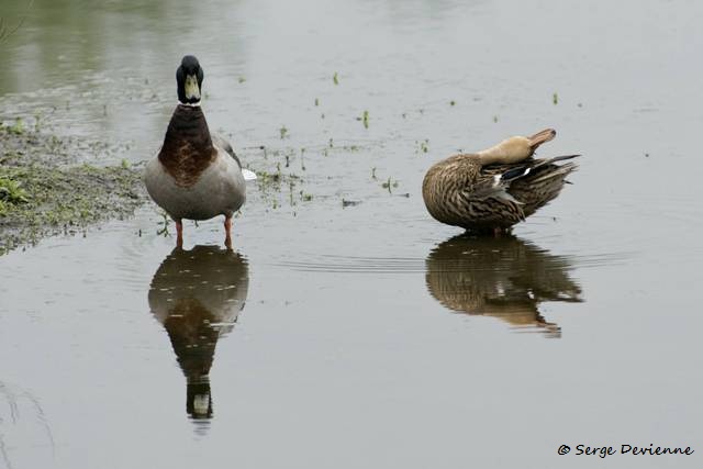 M1206_022DSC00699_GF.jpg - Couple de Canard colvert - Marais de Bonnance