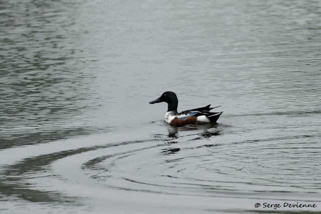 M1206_022DSC00718_GF.jpg - Canard souchet - Marais de Bonnance