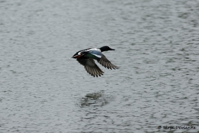 M1206_022DSC00721_GF.jpg - Canard souchet - Marais de Bonnance