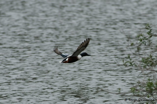 M1206_022DSC00723_GF.jpg - Canard souchet - Marais de Bonnance