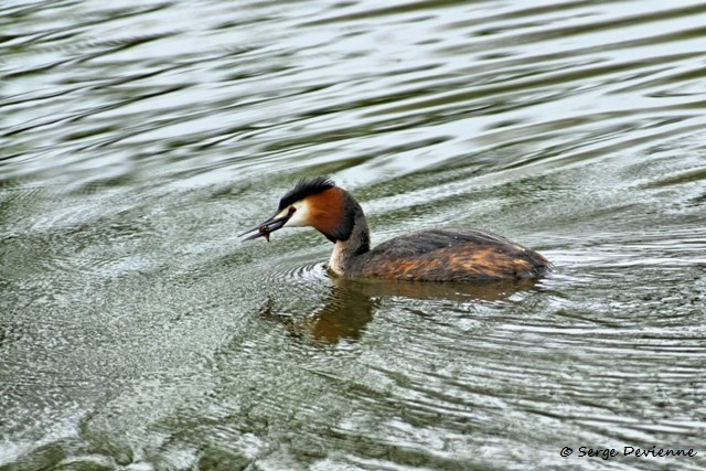 M1206_025DSC00796_GF.jpg - Grèbe huppé - Marais de Bonnance