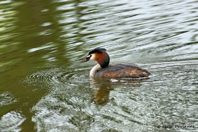 M1206_025DSC00797_GF.jpg - Grèbe huppé - Marais de Bonnance