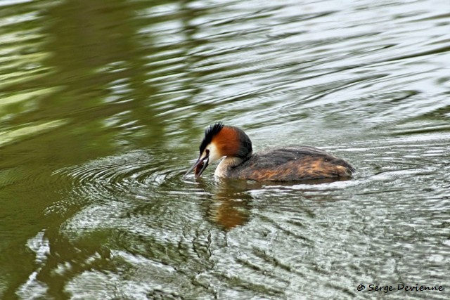 M1206_025DSC00798_GF.jpg - Grèbe huppé - Marais de Bonnance