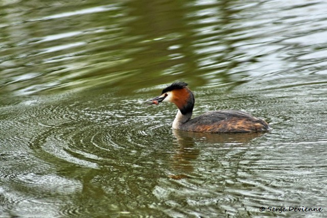 M1206_025DSC00799_GF.jpg - Grèbe huppé - Marais de Bonnance