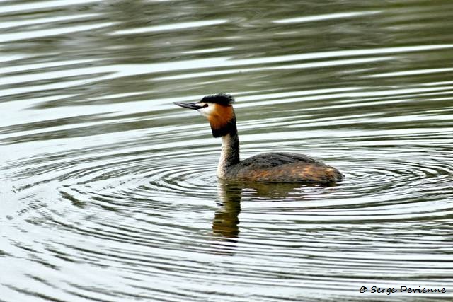 M1206_025DSC00806_GF.jpg - Grèbe huppé - Marais de Bonnance