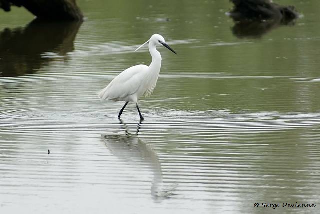 M1206_030DSC00882_GF.jpg - Aigrette Garzette - Marais de Bonnance