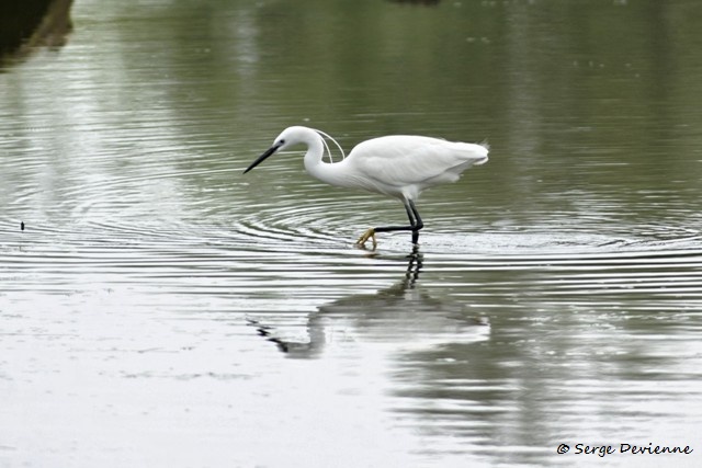 M1206_030DSC00885_GF.jpg - Aigrette Garzette - Marais de Bonnance