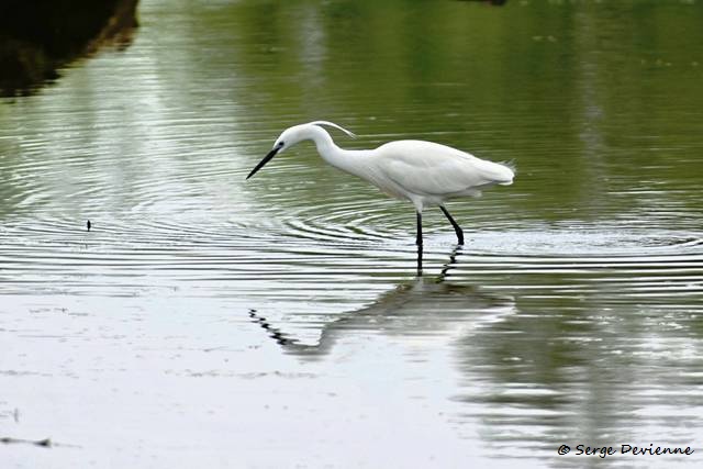 M1206_030DSC00886_GF.jpg - Aigrette Garzette - Marais de Bonnance