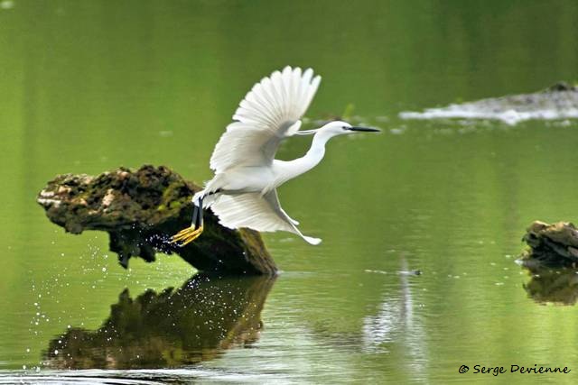 M1206_030DSC00892_GF.jpg - Aigrette Garzette - Marais de Bonnance 