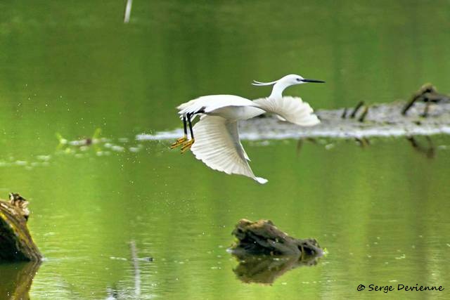 M1206_030DSC00893_GF.jpg - Aigrette Garzette - Marais de Bonnance