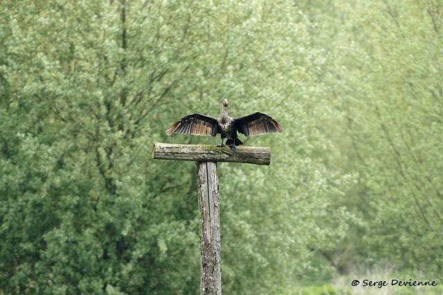 M1206_035DSC00850_GF.jpg -  Grand Cormoran - Marais de Bonnance