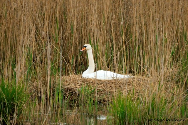 M1206_045DSC00952_GF.jpg - Cygne tuberculé au nid - Réserve nature de Ploegsteert