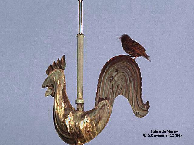 P1288_eglGW.jpg - Coq actuel de l'église