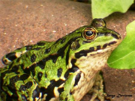 DSCN0772mw.JPG - Grenouille verte