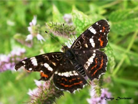 DSCN1489mdw.jpg - Papillon Carte géographique (seconde génération)