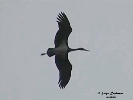 cnDSC00069rdw.jpg - Cigogne noire dans le ciel de Masny ...