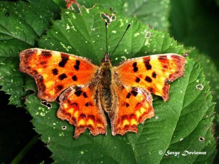 rdDSCN1659amw.jpg - Papillon Robert le Diable