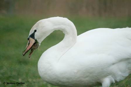 uitpo7505Blankenberge008w.jpg - Cygne tuberculé