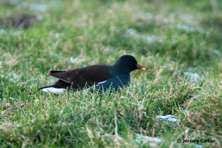 uitpo7715NatureBlankenberge052w.jpg - Gallinule poule-d'eau